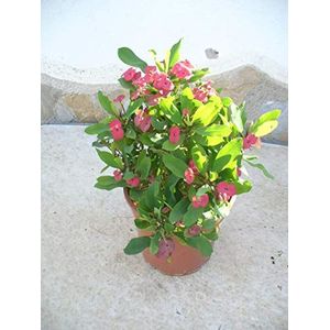 Christusdoorn (Euphorbia millii) rood 35-45 cm, een plant in pot