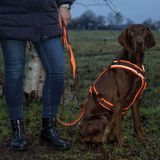 AnnyX Hunde-Geschirr Brustgeschirr Protect - gut sichtbar - einstellbar, Nylon, Gut sichtbar