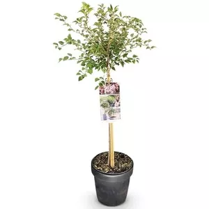 Amaryllis fluweel wit | Ridderster 15cm kopen