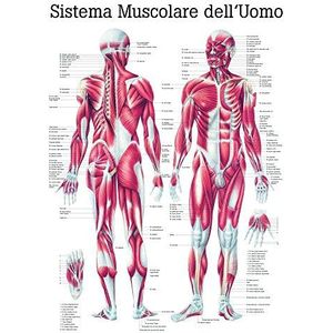 Ruediger Anatomie IT04 Sistema Muscolare Dell' Uomo muurschildering, 70 x 100 cm, papier