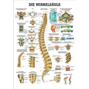 Ruedige Anatomie TA07LAM De wervelkolom tafel, 70 cm x 100 cm, gelamineerd