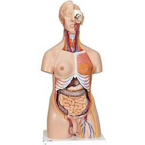 3B Scientific B30 luxe torso, uniseks, 24 delen + gratis anatomie-software - 3B Smart Anatomy