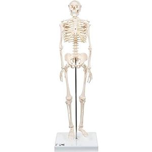 3B Scientific A18 mini-skelet ""Shorty"", op basis + gratis anatomie-software – 3B Smart Anatomy