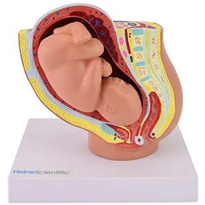HeineScientific miniatuur zwembad met foetus