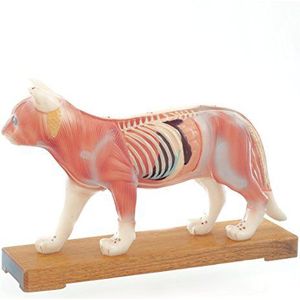 HeineScientific Feline Acupunctuurmodel