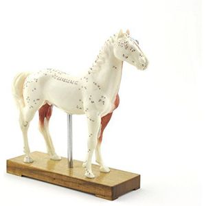 HeineScientific acupunctuurmodel paard