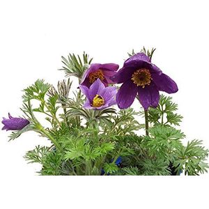 Keukenklem (Pulsatilla vulgaris) blauw