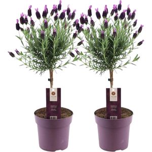 Plants by Frank - Set van 2 Franse lavendelplanten op stam - 2 x Lavandula stoechas Anouk® 15 cm pot ↨ 50 cm - Lavendelplant winterhard - Planten - Tuinplanten