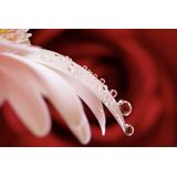 Sony - FE 90mm f/2.8 Macro G OSS - Lens - Zwart - Beeldstabilisatie