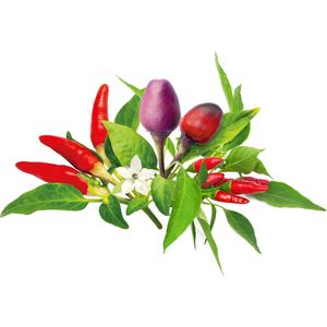 Click & Grow refill Chili Pepper Mix