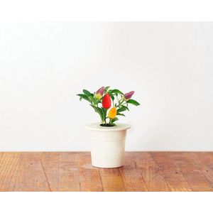 Chili Pepper Refill voor Smart Herb Garden (3-pack)