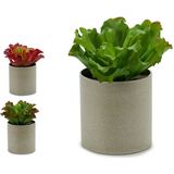 Decoratieve plant Ibergarden YC181588 20 x 25 x 20 cm (6 Stuks)