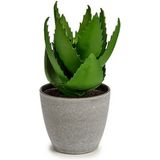 Decoratieve plant Aloë Vera 15 x 23,5 x 15 cm Grijs Groen Plastic (6 Stuks)