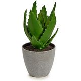 Decoratieve plant Aloë Vera 14 x 21 x 14 cm Grijs Groen Plastic (6 Stuks)