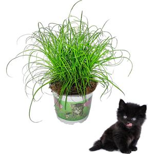 SnootieSnacks - Cyperus - Kattengras - Ø 12 cm - Hoogte: 25-30 cm - Plant - Kamerplant - Diervriendelijk