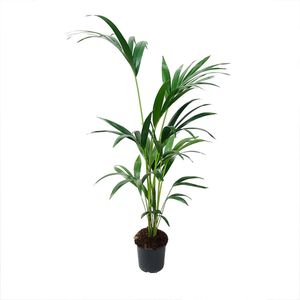 YouFlowers - Kentia Palm - Howea Kentia - Ø 18-21cm - Hoogte 100-110 cm - Plant - Kamerplant - Luchtzuiverende plant