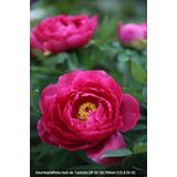 Tamron - 24-70mm F/2.8 SP VC Di USD - Objectief - Voor Nikon