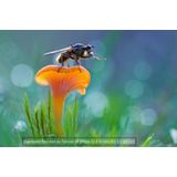 Tamron - 90mm F/2.8 SP Di VC USD Macro - Canon