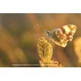 Tamron - SP 90mm F/2.8 Macro Di VC USD - Nikon