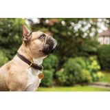 Brother TZE-PR831 labelprinter-tape Zwart op goud