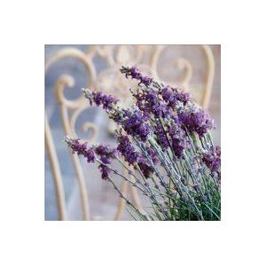 Art for the Home | Lavendel Harmonie - Buitencanvas - 50x50 cm