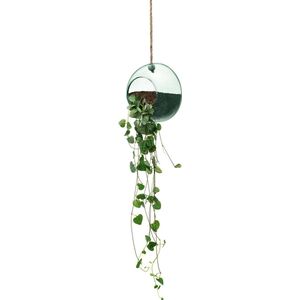 L.S.A. - Canopy Plantenhanger ø 12 cm - Transparant / Gerecycled Glas