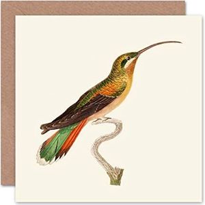 Wenskaart ""Vogel Colibri"" voor dames, Rufous Belly