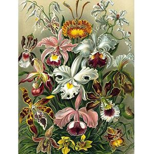 Bumblebeaver Nature Art Ernst Haeckel Plant Flower Biology Germany Vintage Poster Print 12 x 16 inch 30 x 40 cm De Nature Plant Bloem Biologie Duitse Oude Poster