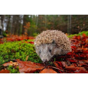 Diamond Painting Crystal Art Kit® Forest Hedgehog / Egel , 40x50cm, full painting