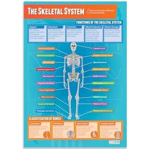 Daydream Education - Skelet | Fysische vormposter | Hoogglans papier 850 mm x 594 mm (DIN A1) | Fysische vorming voor de klaslokaal