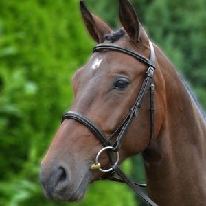 Hy Gevoerde Cavesson Hoofdstel met Rubber Grip Reins (X-Small) (Bruin)