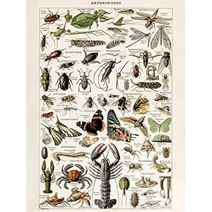 Artery8 Millot Encyclopedie exotische geleedpotigen dieren frameloos - hoogwaardige woondecoratie