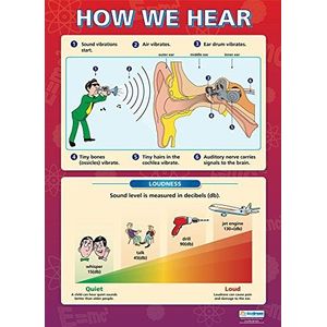 Daydream Education How We Hear Wetenschappelijke poster, hoogglanzend gelamineerd papier met de afmetingen 850 mm x 594 mm (A1), wetenschappelijke tabel voor de klaslokaal, leerbord
