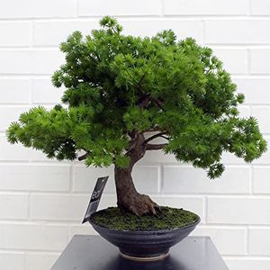 Leaf LEAF-7518 50cm Kunstmatige Pine Bonsai Boom