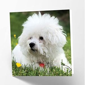 Maturi Lege wenskaart met Bichon Friese hond afbeelding