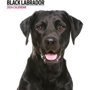 Labrador Black Modern 2024 kalender
