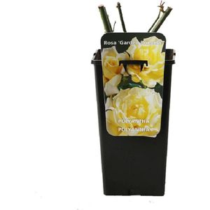 Rosa 'Garden Princess' - Struikroos, Pot 3.5L, 40 cm: Heldergele bloemen, compact en rijkbloeiend.