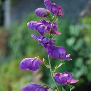 6 x Aconitum 'Henryi Spark's Variety' - Monnikskap - Paarse bloemen, opvallende bladeren