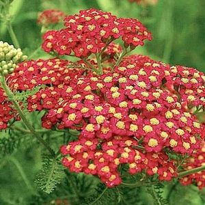 6 x Achillea Millefolium 'Paprika' - Duizendblad Pot 9x9 cm - Roodoranje Bloemen