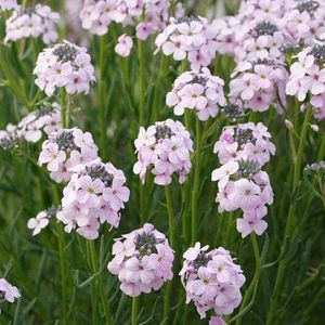 6 x Aethionema Armenum 'Warley Rose' - Steenkers pot 9x9cm - Bodembedekkende roze bloemen