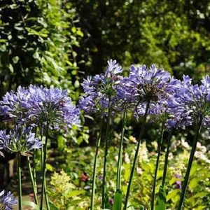 Blauwe Winterharde planten kopen?  Tot 6% korting! | beslist.nl