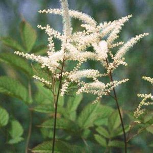 6 x Aruncus aethusifolius - Geitenbaard Pot 9x9cm - Pluizige Witte Bloemen