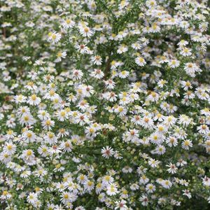 6 x Aster Ericoides 'Erlkoenig' - Herfstaster Pot 9x9 cm - Paarsblauwe Bloemen