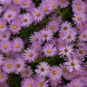 6 x Aster dumosus 'Herbstgruss von Bresserhof' - Herfstaster pot 9x9cm - Paarse bloemen, compacte groei