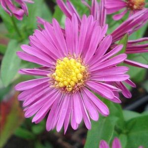 6 x Aster Dumosus 'Jenny' - Herfstaster pot 9x9cm - Paarse bloemen