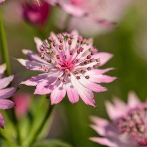 3 x Astrantia Major 'Roma ' - Zeeuws Knoopje pot 9x9cm