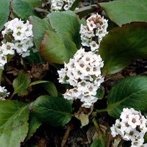 6 x Bergenia 'Bressingham White' - Schoenlappersplant pot 9x9cm - Witte bloemen