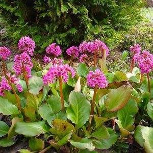 6 x Bergenia Cordifolia - Schoenlappersplant pot 9x9cm - Roze bloemen, groenblijvend blad