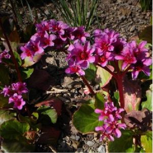 6 x Bergenia 'Morgenroete' - Schoenlappersplant Pot 9x9 cm - Roze Voorjaarsbloeier