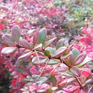 Berberis Media 'Parkjuweel' - Zuurbes - 25-30 cm in pot: Compacte struik met geeloranje herfstkleur